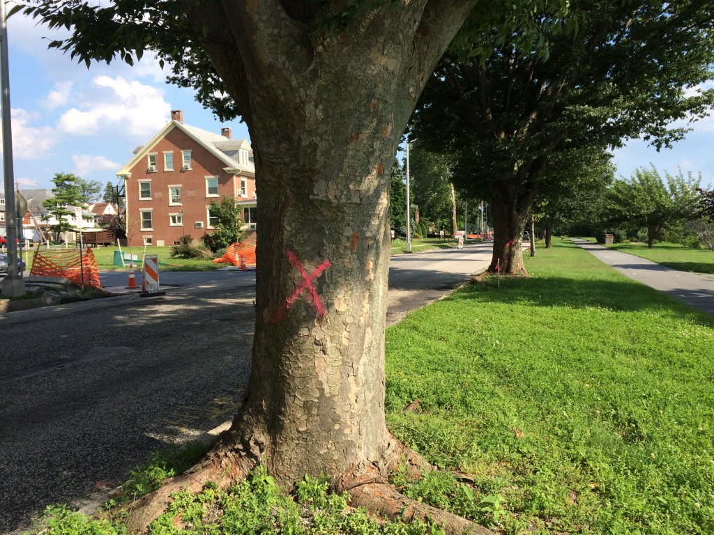 Two of the trees marked for removal in Riverfront Park, as part of a Front Street resurfacing project .
