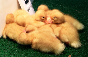 ducks