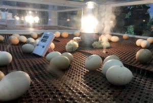 baby-chicks
