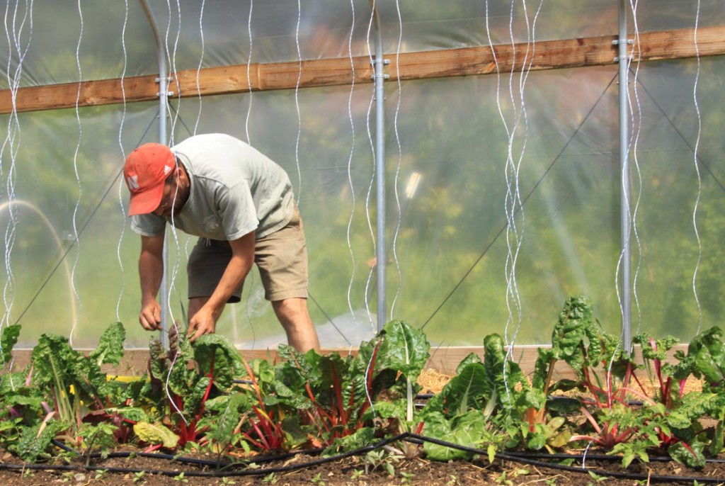 Fresh kale being tended to at Joshua Farm.