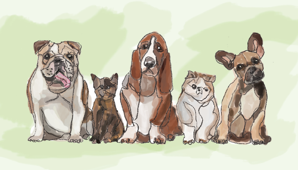 Pet Adaption