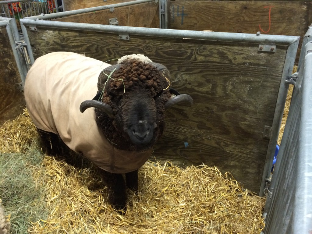baa ram ewe