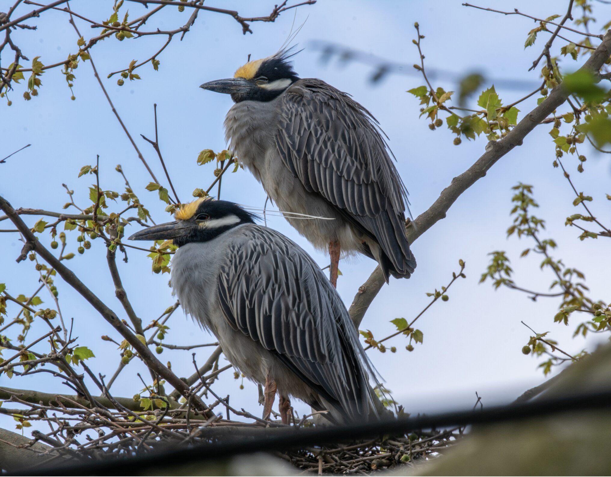 Wing Thing: Last year, Harrisburg was named a “Bird Town.” Now, that’s something to chirp about