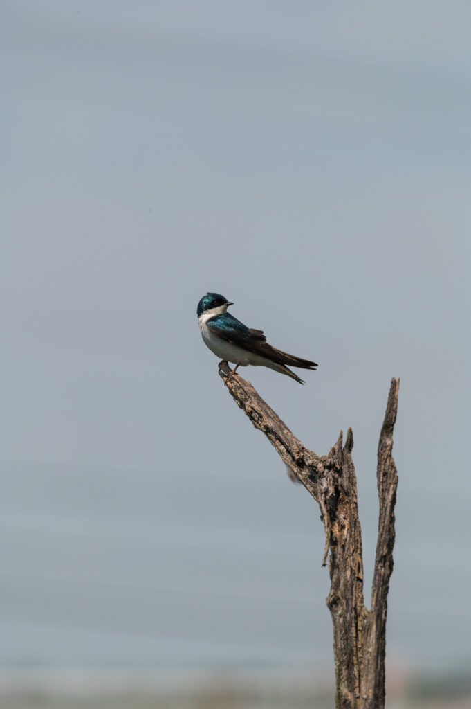 harrisburg bird, tree swallow