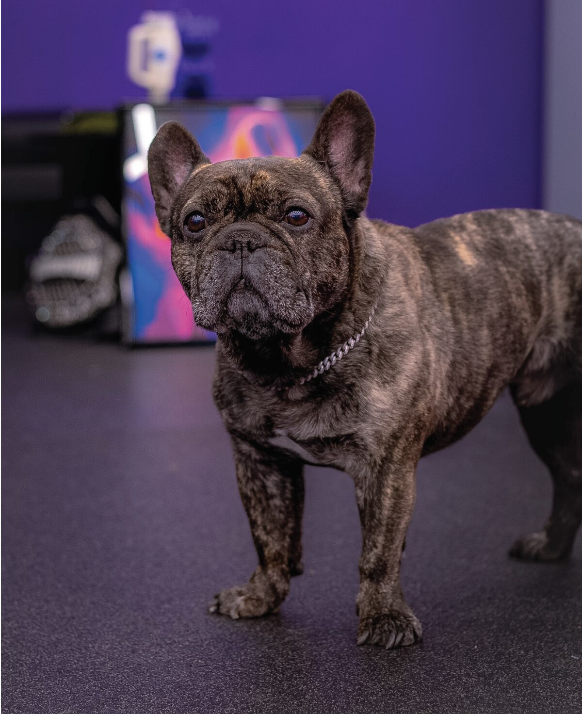 Lifts & Licks: French bulldogs mix pets with reps at local fitness center