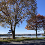 trees harrisburg riverfront